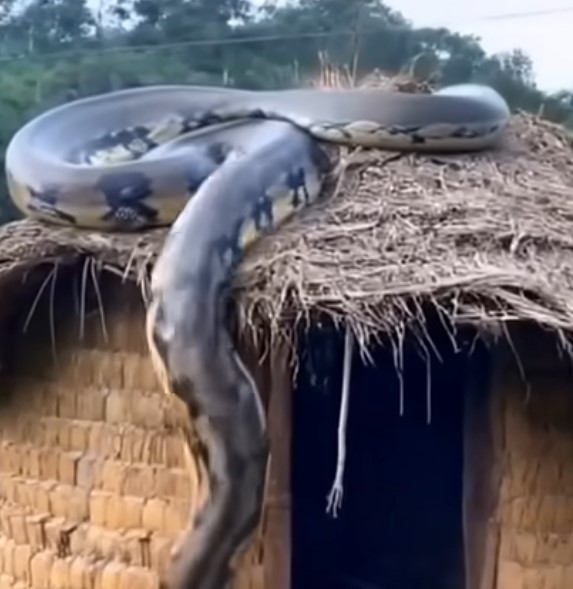 תיעוד של הנחש הכי גדול בהיסטוריה